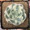 Echeveria 'Compton Carousel' Variegated 3" Succulent Plant