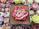 Echeveria 'Collavin' 2" Succulent Plant