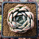 Graptoveria ‘A Grimm One’ 2" Succulent Plant