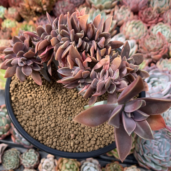 crested fred ives succulent Graptoveria 'Fred Ives' Crested Cluster 4" Succulent Plant – True Succulents  Plant Co