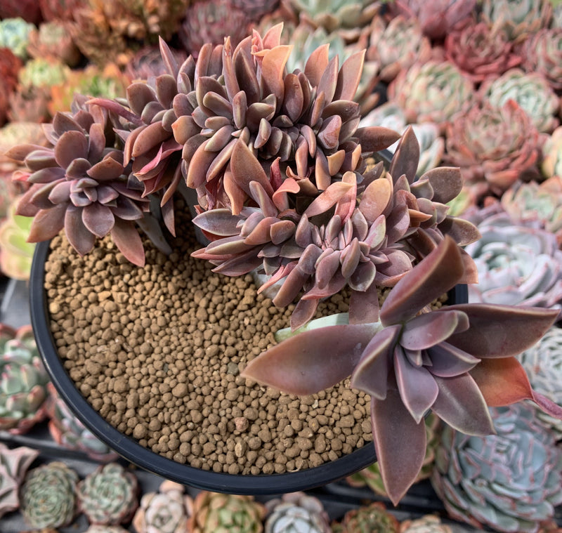 succulent graptoveria Graptoveria 'Fred Ives' Crested Cluster 4" Succulent Plant – True Succulents Plant Co