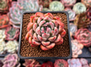 Echeveria 'Piano' 2" Succulent Plant