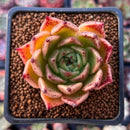 Echeveria Agavoides 'Sarabony' 2" (Seed Grown) Succulent Plant