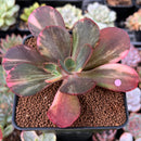 Echeveria 'Primadonna' Variegated 2"-3" Succulent Plant