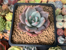 Echeveria 'Purple Champaign' 2" Succulent Plant