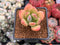 Pachyphytum 'Doctor Cornelius' 2" Succulent Plant