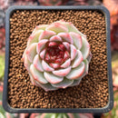 Echeveria 'Red Velvet' 1" Succulent Plant