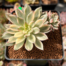 Echeveria 'Green Emerald' Variegated 2"-3” Cluster Succulent Plant