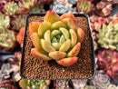 Echeveria 'Yellow Champaign' 2" Succulent Plant