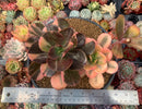 Echeveria 'Primadonna' Variegated 6" Large Cluster Succulent Plant