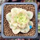 Sedeveria 'Rolly' Variegated 1" Succulent Plant