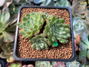 Echeveria 'Wooly Rose' 1" Succulent Plant