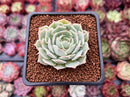 Echeveria 'Love Wave' 1" Succulent Plant