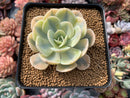 Echeveria Runyonii Variegated (Aka Echeveria 'Akaihosi' Variegated) 3" Succulent Plant