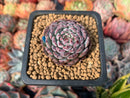 Echeveria 'Minima' 1" Small Succulent Plant