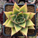 Echeveria Agavoides 'Red Pop' 2" Succulent Plant