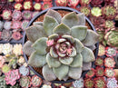Echeveria 'German Champaign' 4" Succulent Plant