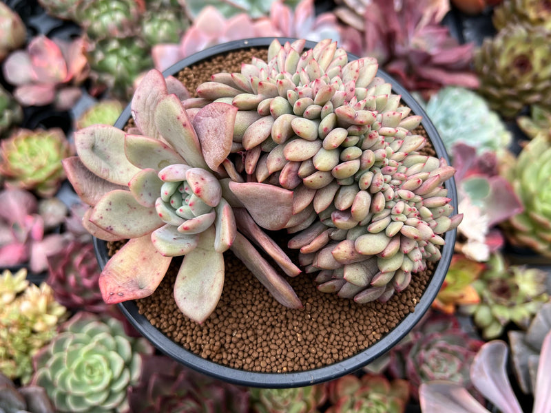 Echeveria 'Ariel' Crested 4