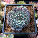 Echeveria 'Tuxpan' Cluster 2"-3" Succulent Plant