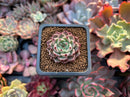 Echeveria 'Primavera' 1" Succulent Plant