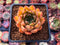 Echeveria Agavoides 'Sarabony' 2" (Seed Grown) Succulent Plant
