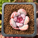 Echeveria 'Trumso' 1" Small Succulent Plant