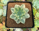 Echeveria 'Fun Queen' Variegated 3" Succulent Plant