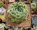 Echeveria 'Onslow' 3" Succulent Plant