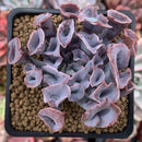 Echeveria 'Trumpet Pinky' 4" Succulent Plant