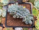 Echeveria 'Elegans Potosina' Crested 2" Succulent Plant