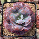 Echeveria 'Hearts Delight' 3" Succulent Plant