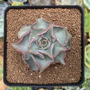 Echeveria 'Madiba' 2" Succulent Plant
