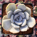Echeveria 'Tiramisu' 2"-3" Powdery Succulent Plant