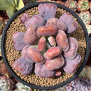 Echeveria 'Hearts Delight' Selected Clone 5" Succulent Plant
