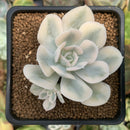 Echeveria Runyonii Variegated (Aka Echeveria 'Akaihosi' Variegated) 2" Succulent Plant