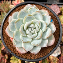Echeveria 'Icy Green' 4" Large Succulent Plant