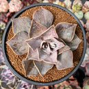 Echeveria 'Rodolfi' 4" Succulent Plant