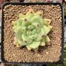 Echeveria Agavoides 'Maria' 2"-3" Succulent Plant