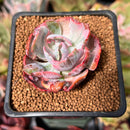 Echeveria 'Beyonce' Variegated 1"-2" Succulent Plant