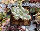 Echeveria 'Berkeley Light' Variegated 1"-2" Succulent Plant