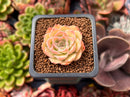 Echeveria 'Magic Savannah' 1" Succulent Plant