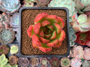 Echeveria Agavoides sp. 2" Succulent Plant