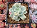 Sedum 'Clavatum' Variegated 3" Succulent Plant