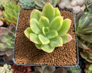 Echeveria 'Golden Glow' Variegated 2"-3" Succulent Plant