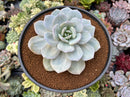 Echeveria 'Cream Tea' 5" Large Powdery Succulent Plant