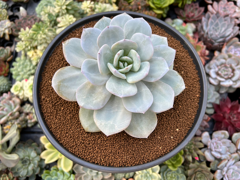 cream tea succulent Echeveria 'Cream Tea' 5" Large Powdery Succulent Plant
