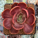 Echeveria 'Red Tan' 2"-3" Succulent Plant