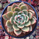 Echeveria 'White Champaign' 4" Succulent Plant