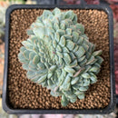 Echeveria 'Primera' Crested 1"-2" Succulent Plant