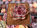 Echeveria 'Violet Cheese' 2" Succulent Plant
